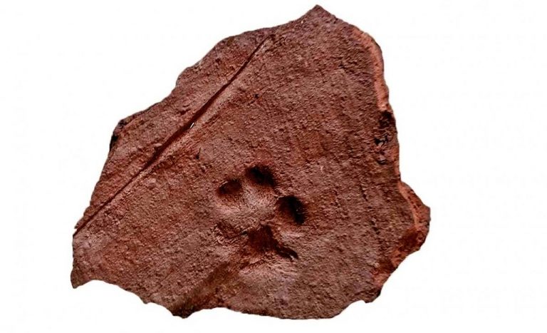 Hallan una baldosa romana con el sello imperial y una huella de una mascota en Caslisle.